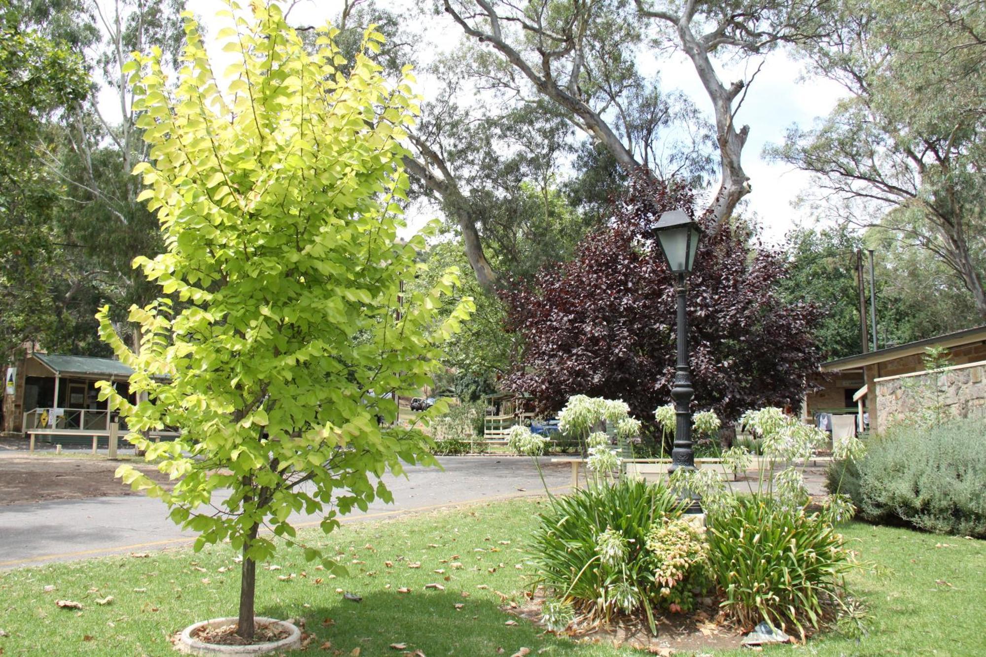 Hotel Adelaide Brownhill Creek Tourist Park Exterior foto